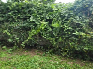 Bush Trimming by Raoul louza for Michael H. in Lakeland, FL
