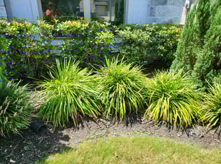 Weeding by Briana Rivera for Heath C. in Richmond, TX