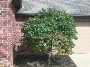 Weeding by Jordan Alvarez for Sam S. in Sand Springs, OK