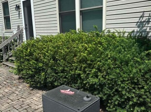 Jon T.'s Bush Trimming service result