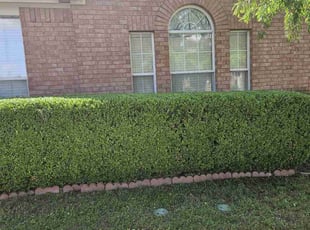 Bush Trimming by Manuel Solis Soto for Randy N. in Allen, TX