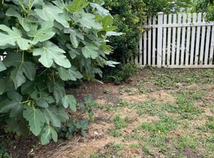Bush Trimming by Aaron Ford for David B. in Queens, NY
