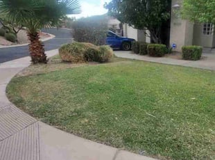 Leaf Removal by Chris Hawk for William A. in Phoenix, AZ