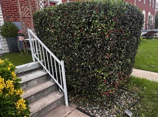 Bush Trimming by Johanna Moreno for Schevon C. in Baltimore, MD