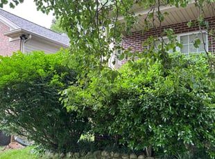 Bush Trimming by Justin Shugrue for Bill W. in Nashville, TN