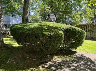 Bush Trimming by Randy Regis for Traci T. in Boston, MA