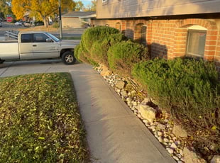 Bush Trimming by Blake Osterkamp for Holliday C. in Denver, CO