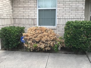 Bush Trimming by Steve Stacy for Ashley M. in San Antonio, TX