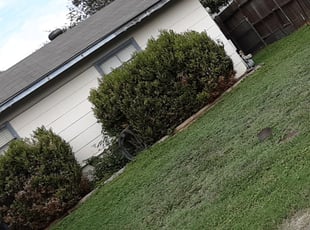 Bush Trimming by Shandon Shipman for William B. in San Antonio, TX