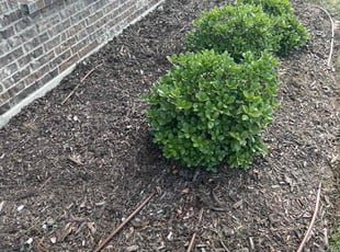 Weeding by Jose Carney for Margaret L. in Fort Worth, TX