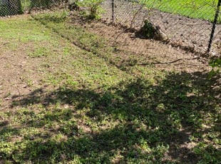 Leaf Removal by Matt Zierk for Alyse C. in Appleton, WI