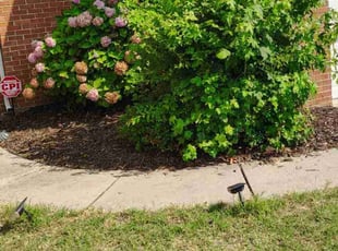 Weeding by Sharif Bennett for Cornelius C. in Charlotte, NC