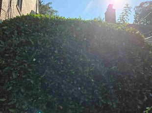 Bush Trimming by Luis Velasco Iraheta for Patricia R. in Hyattsville, MD