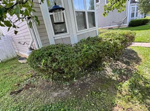Bush Trimming by Kyran Bishop for JESSICA B. in Dayton, OH