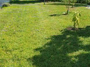 Freeman T.'s Lawn Service service result