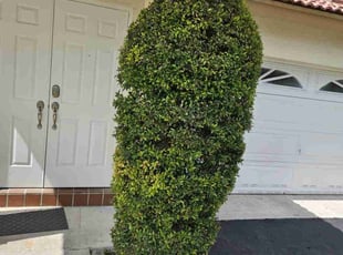 Bush Trimming by Alberto Marin for Jerome Y. in Margate, FL