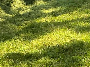 C J J.'s Grass Cutting service result