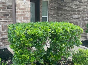 Bush Trimming by Anthony Simon for Jeff B. in Spring, TX