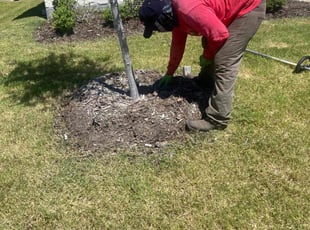 Weeding by RamΓ³n Chepetla for Jose G. in Royse City, TX