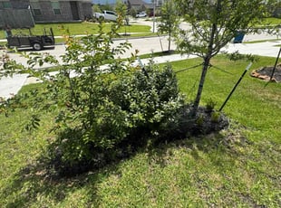 Bush Trimming by Joe Gamache for Megan S. in Porter, TX