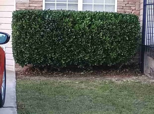 Bush Trimming by Dimitry George for Carmellia R. in Augusta, GA