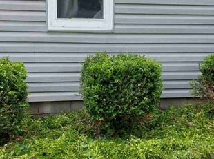 Bush Trimming by Judith Allen for Leigh-Ann H. in Columbus, OH