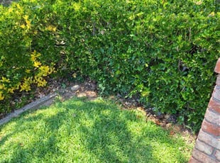 Bush Trimming by Juan Rodriguez for Louis R. in Citrus Heights, CA