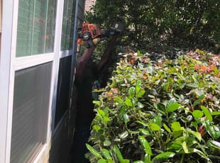 Bush Trimming by Sam McKinnon for Elissa G. in Tallahassee, FL