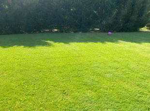 Tekishia C.'s Lawn Maintenance service result