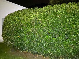 Bush Trimming by Robert Brewer for Rebecca D. in Mount Holly, NC