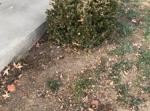 Bush Trimming by Eric Jamison for Shelley B. in Kansas City, MO