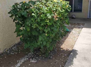 Bush Trimming by Jesus Urquides for Bob D. in Fresno, CA