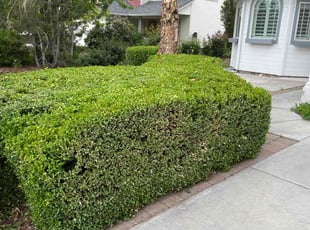 Bush Trimming by Scott Ellis for Carol C. in Boise, ID