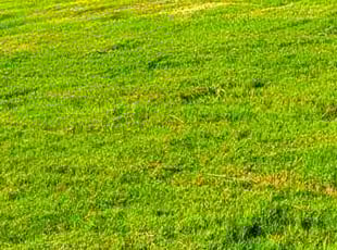Francis T.'s Lawn Care service result
