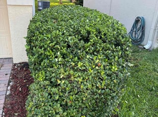 Bush Trimming by Genet Rena for Ren _. in Orlando, FL
