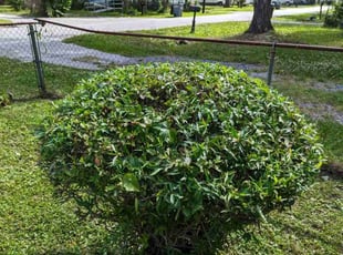 Bush Trimming by Jacob Wilson for Cornelia A. in North Charleston, SC