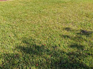 Roxanne S.'s Lawn Care service result