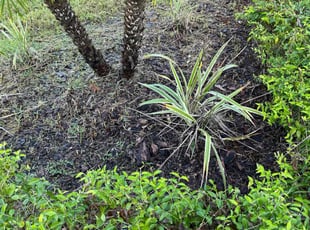 Bush Trimming by Rick Rogers for Eric W. in Wesley Chapel, FL