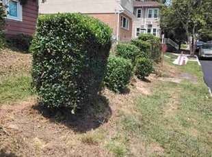 Bush Trimming by Daquan Samuels for Rob A. in Staten Island, NY