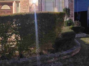 Bush Trimming by Linda Jones for Terrance C. in Houston, TX