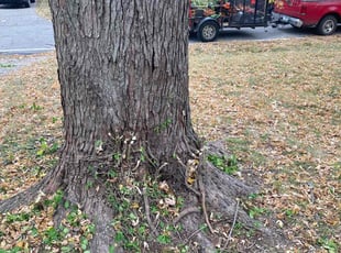 Cleanups by Tim Kirkpatrick for Kathy H. in Lee's Summit, MO