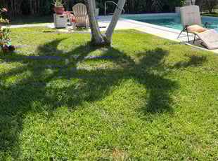 Casne N.'s Lawn Service service result
