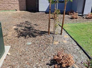 Weeding by Daisy Guillen-Ramos for Jamillah O. in Bakersfield, CA