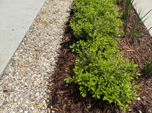 Weeding by Casey Mhire for Courtney B. in Lafayette, LA