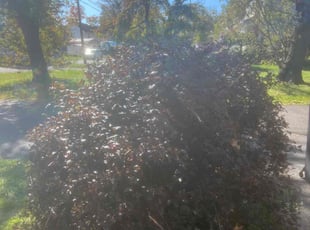 Bush Trimming by Keith Fernandes for Tonya M. in Maple Shade, NJ