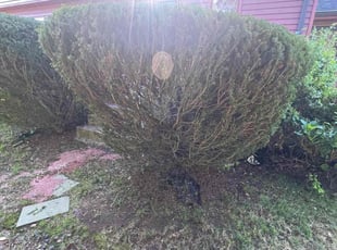 Bush Trimming by Kerry-Ann Lyttlekendall for Alfred K. in Manchester, CT