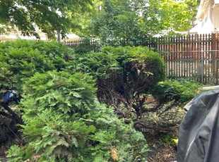 Bush Trimming by Donald Conley for Barbara L. in Chicago, IL