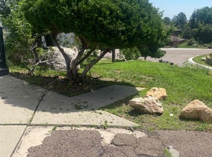 Bush Trimming by Anthony Brooks for Crystal B. in Colorado Springs, CO
