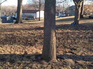 Leaf Removal by Julio Almestica for zenas m. in Independence, MO