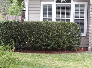 Bush Trimming by Blake McCullough for Beverly C. in Jacksonville, FL